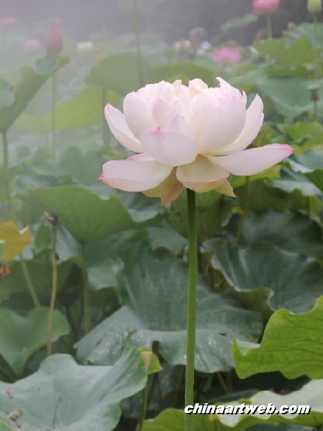 lotus flower and water lily photos 63