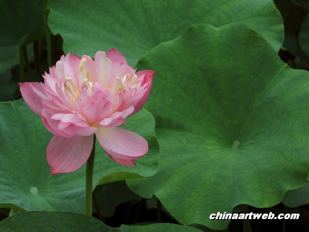 lotus flower and water lily photos 6