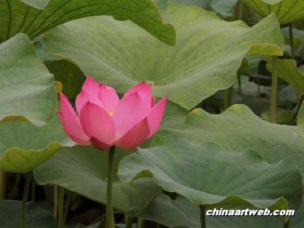 lotus flower and water lily photos 68