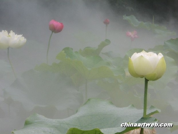 lotus flower and water lily photos 69