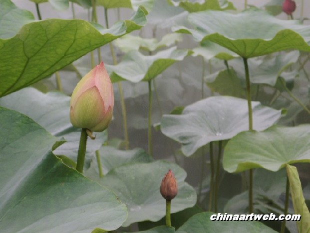 lotus flower and water lily photos 70
