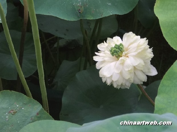 lotus flower and water lily photos 71