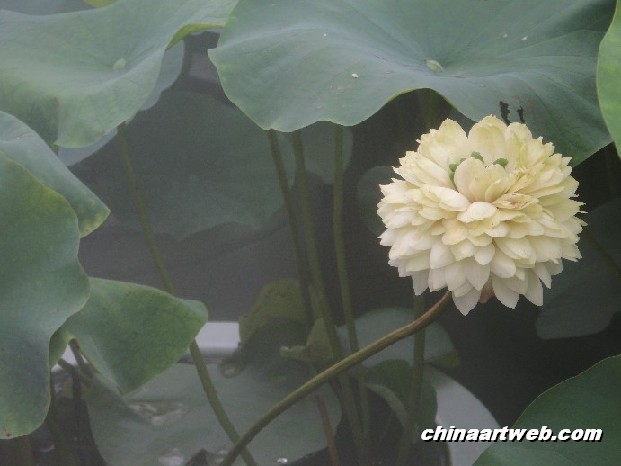 lotus flower and water lily photos 72