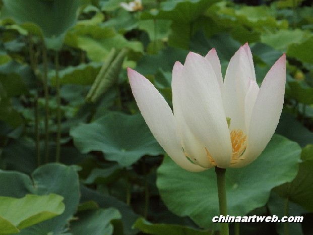 lotus flower and water lily photos 73