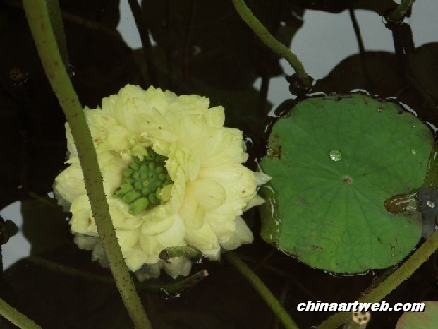 lotus flower and water lily photos 74