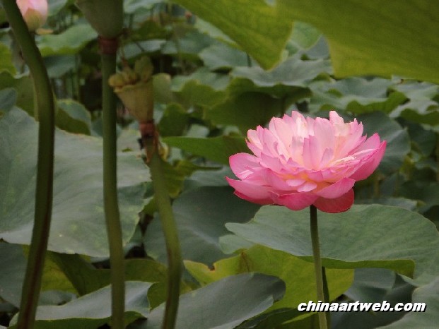 lotus flower and water lily photos 75