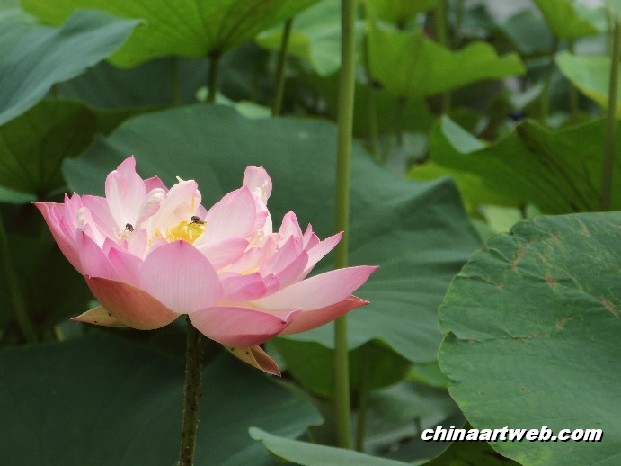 lotus flower and water lily photos 76