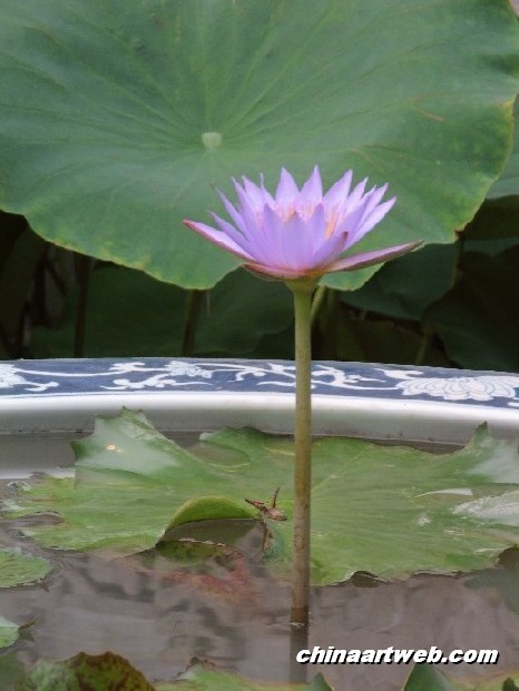 lotus flower and water lily photos 77