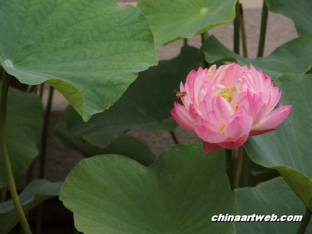 lotus flower and water lily photos 78