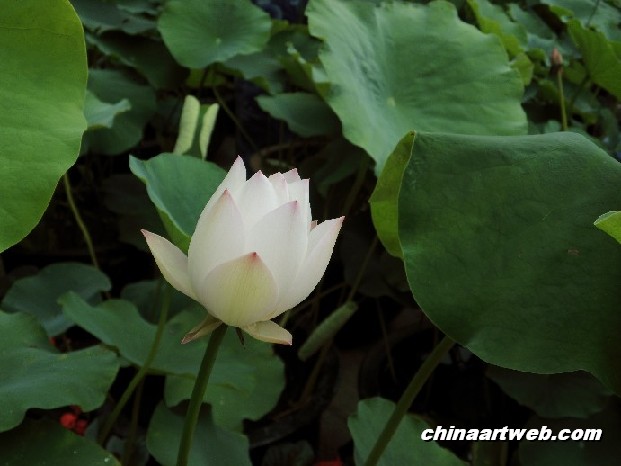 lotus flower and water lily photos 79