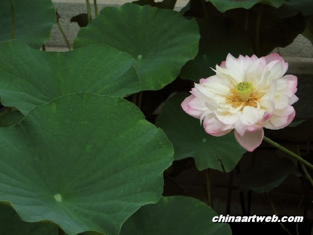 lotus flower and water lily photos 80