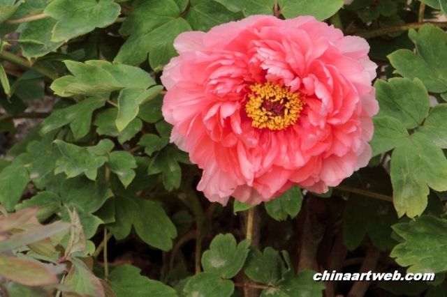 上海植物园2015上海国际花展23