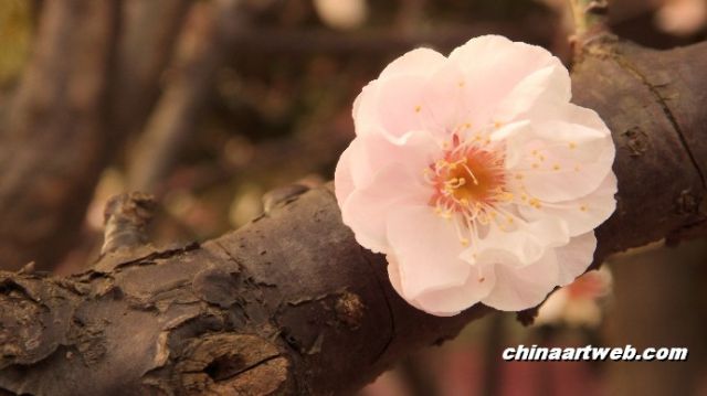 上海世纪公园梅花展览