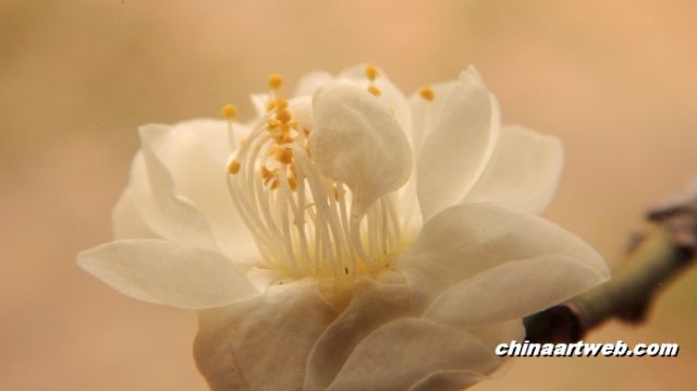 上海世纪公园梅花展览