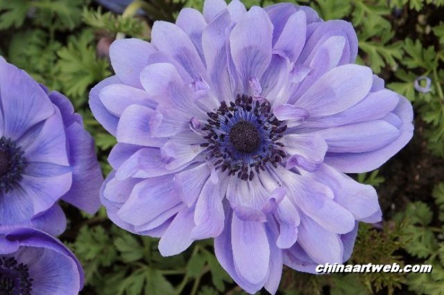 银莲花 anemone3