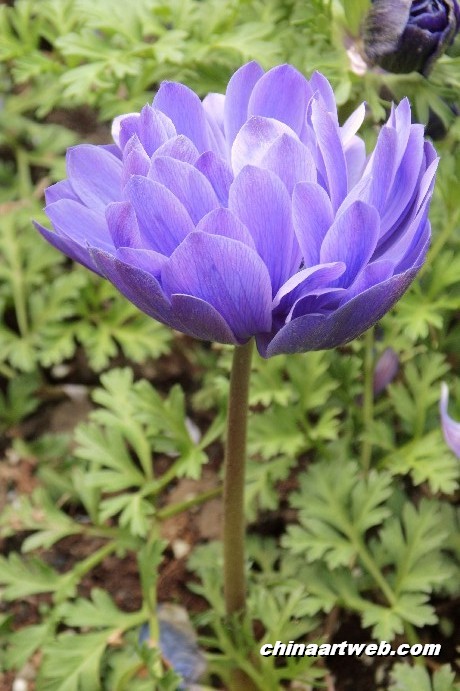 银莲花 anemone5