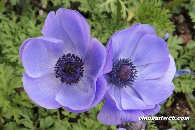 银莲花 anemone7