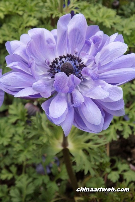银莲花 anemone8