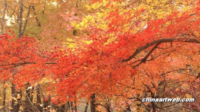 天平山红枫节摄影图片集29